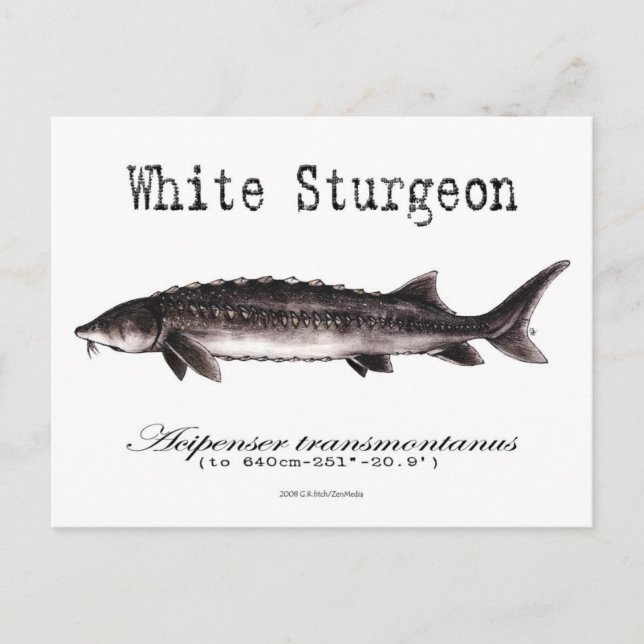 White Sturgeon-White-Postcard Postcard (Front)