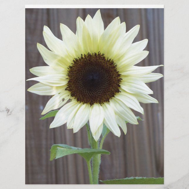 White sunflower against a weathered fence (Front)