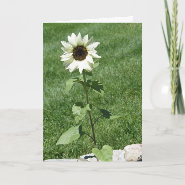 White Sunflower Daisy, Birthday Card (Front)