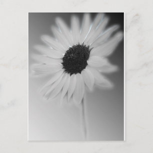 WHITE SUNFLOWER POSTCARD