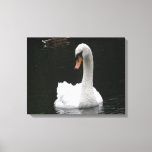 White Swan Canvas Print