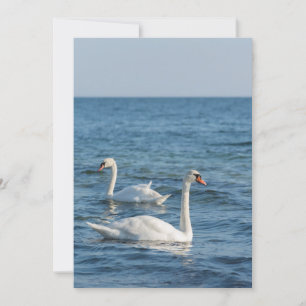 White swan Cygnus Invitation