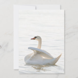 White swan Cygnus Invitation