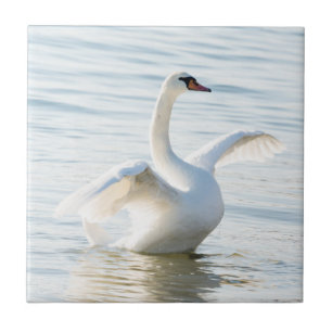 White swan Cygnus Tile
