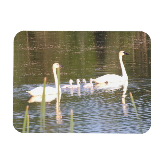White Swan Family Flexible Magnet (Horizontal)