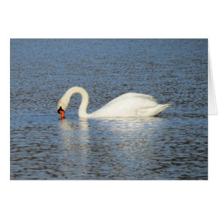White Swan Feeding