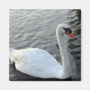White Swan Magnet