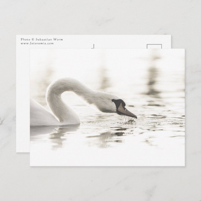 White Swan Nature Photo Postcard (Front/Back)