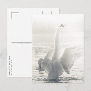 White Swan Nature Photo Postcard