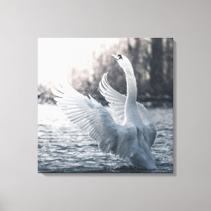 White Swan Nature Photograph Canvas Print