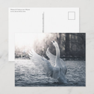 White Swan Nature Photograph Postcard