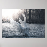 White Swan Nature Photograph