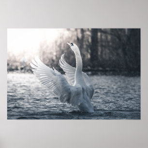 White Swan Nature Photograph Poster