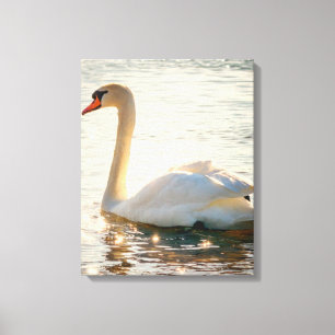 White Swan On A Lake   Canvas Print