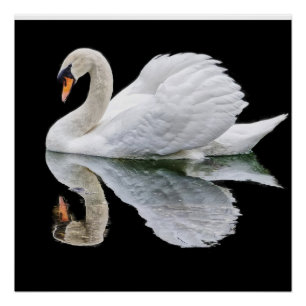 White  swan on black background   poster