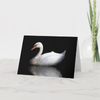 White swan on black