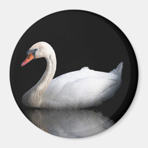 White swan on black magnet