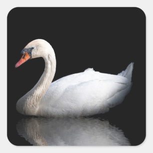 White swan on black square sticker