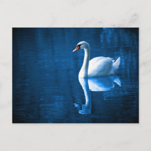 White Swan on Blue Waters Postcard
