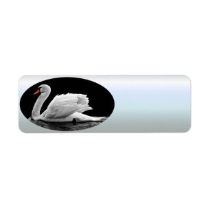 White Swan on Lake
