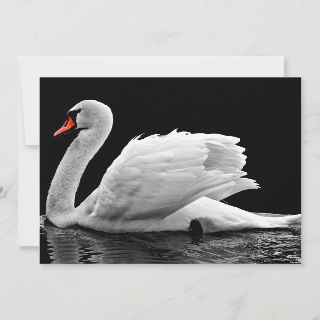 White Swan on Lake (Front)