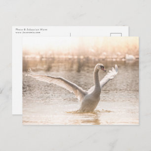 White Swan on Lake Nature Photo Postcard