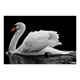 White Swan on Lake Poster