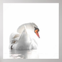 White Swan on Misty Water – Minimalist Wildlife Ph