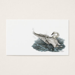 White Swan on Water