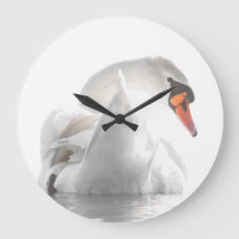 White Swan on Water