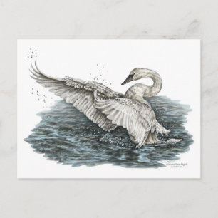 White Swan on Water Postcard