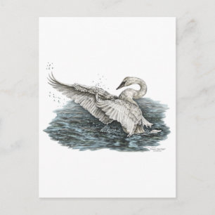 White Swan on Water Postcard