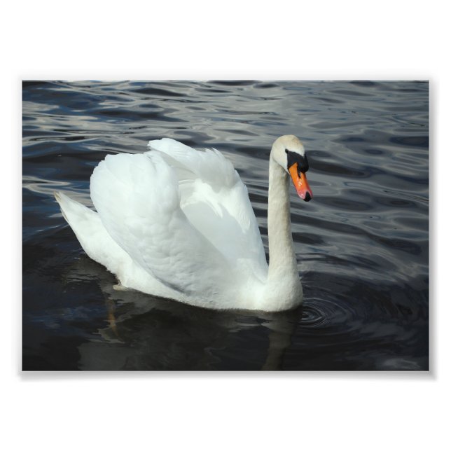 White Swan Photo Print (Front)