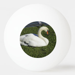 White Swan Ping Pong Ball
