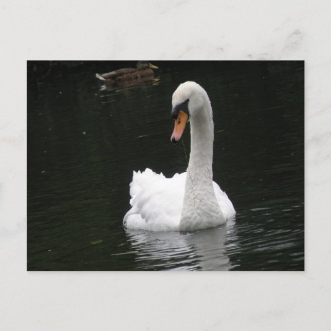 White Swan Postcard (Front)