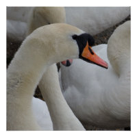 White Swan Poster