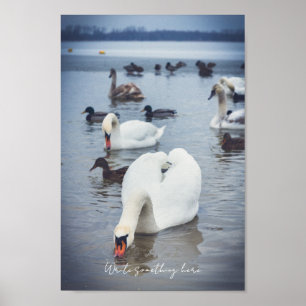 White swan  poster