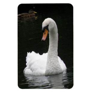White Swan Premium Magnet