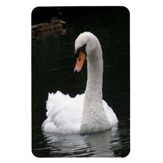 White Swan Premium Magnet (Vertical)