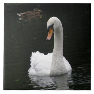 White Swan Tile
