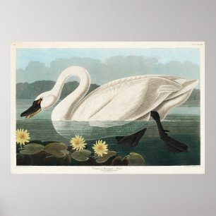 White Swan Watercolor Poster