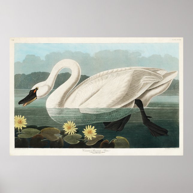 White Swan Watercolor Poster (Front)