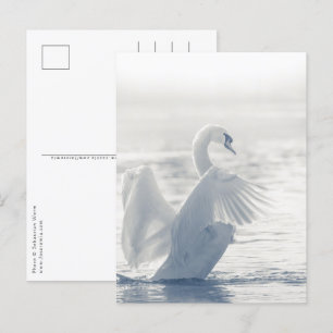 White Swan Wildlife Photo Postcard