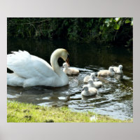 White Swan with Chicks
