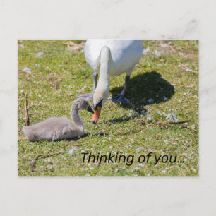 White Swan With Cygnet Postcard