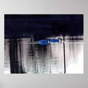 White Swans at Dusk Poster