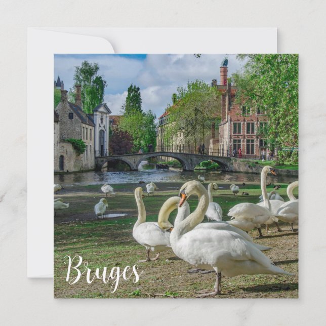 White swans in Bruges (Front)