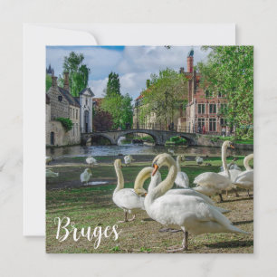 White swans in Bruges downtown