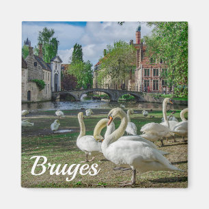White swans in Bruges downtown Magnet