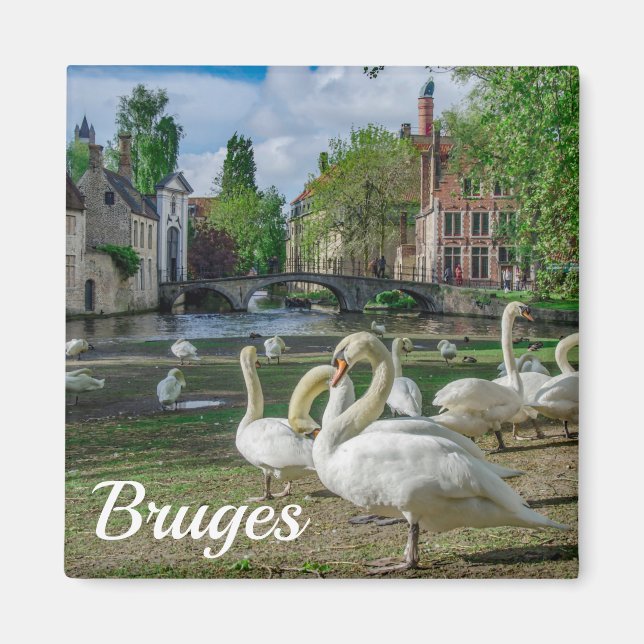 White swans in Bruges downtown Magnet (Front)